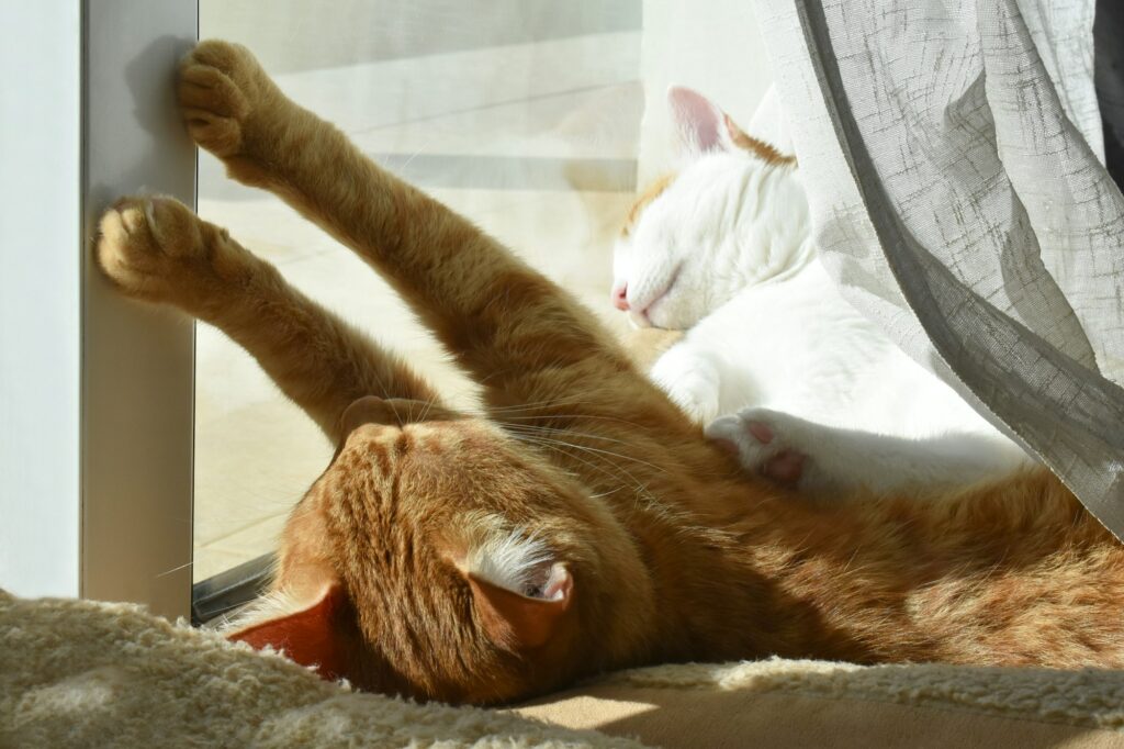 Cats sleeping in cat bed in the sun beside the patio door at home.