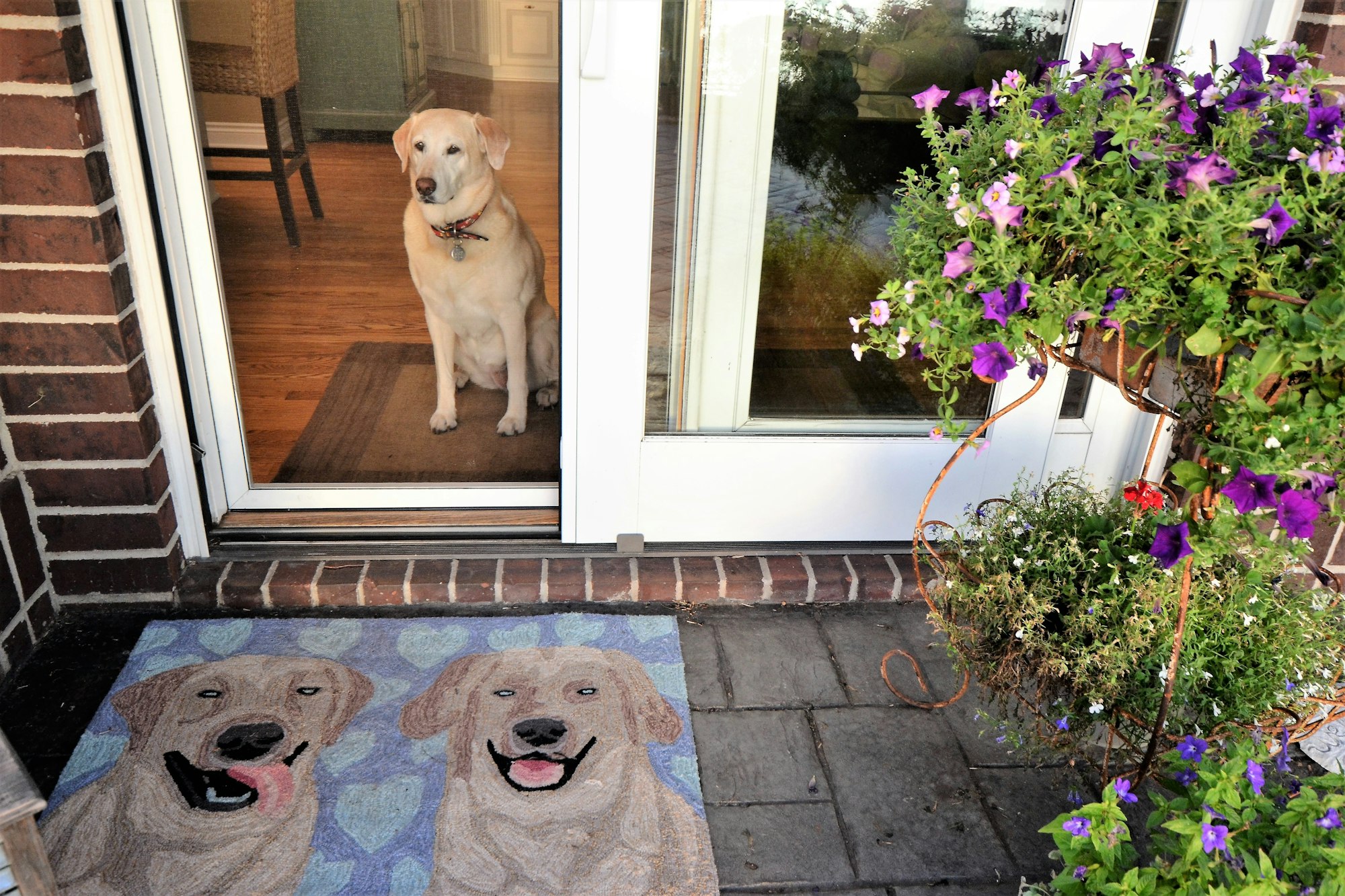 Lab looking out the sliding door window